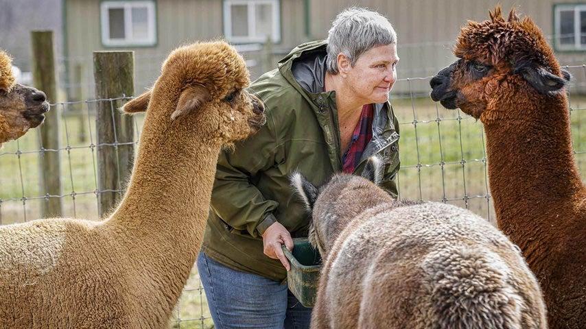 A heavier older caucasian woman is outside feeding her llamas in the cold.