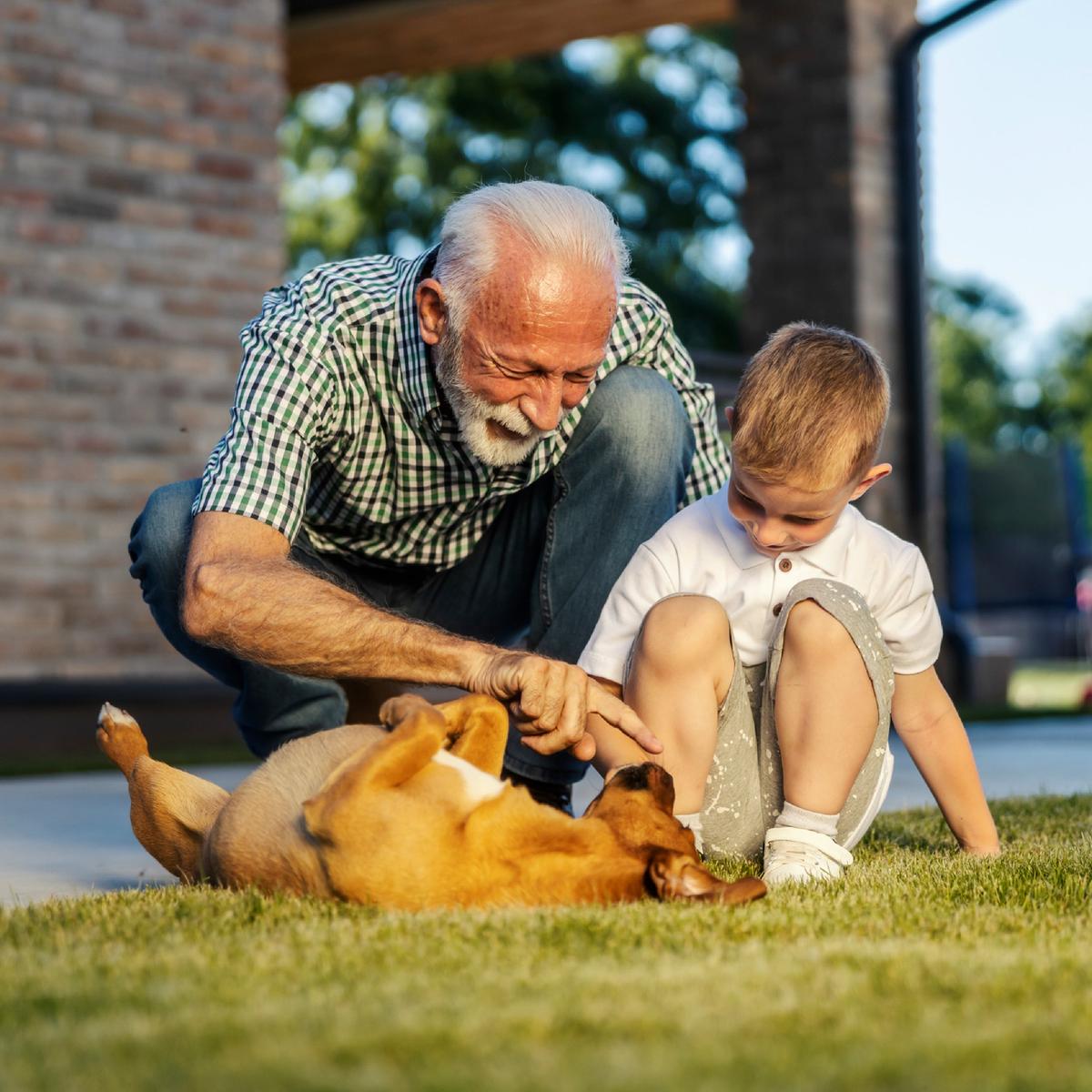 A grandfather and his grandson are playing with their small puppy outside on the grass, both are looking down and smiling.
