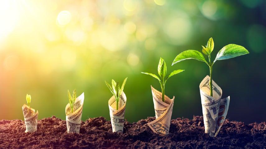 Money is wrapped around 5 plants, each of the plants is growing at its own rate with the one furthest to the right as the tallest, signifying growth over the years.