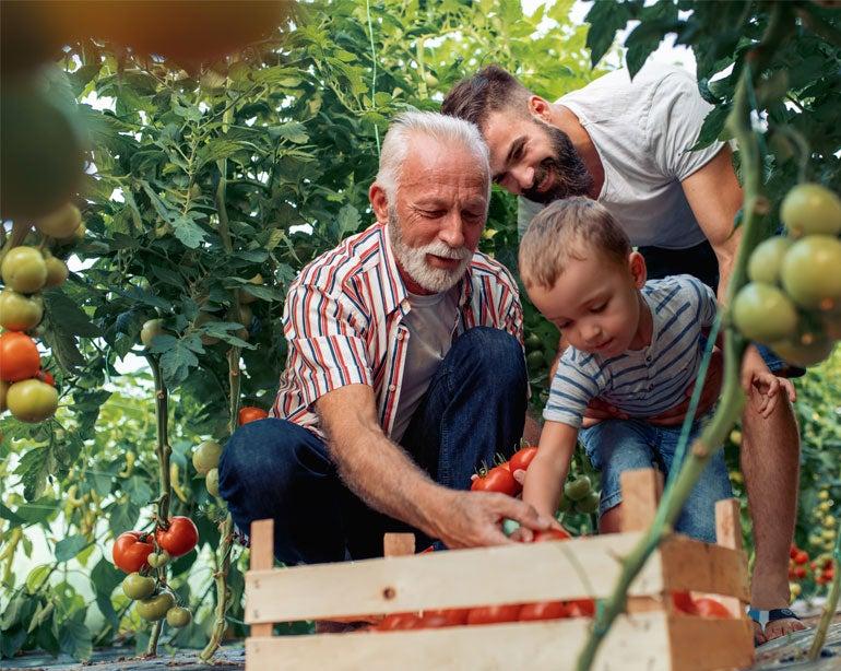A Hispanic senior man is out in the garden with his son and grandson picking tomatoes.